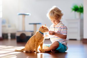 Child playing with cat at home. Kids and pets. Little boy feeding and petting cute ginger color cat. Cats tree and scratcher in living room interior. Children play and feed kitten. Home animals.